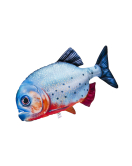 PERNA PIRANHA