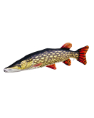PERNA STIUCA GIGANTA 110cm